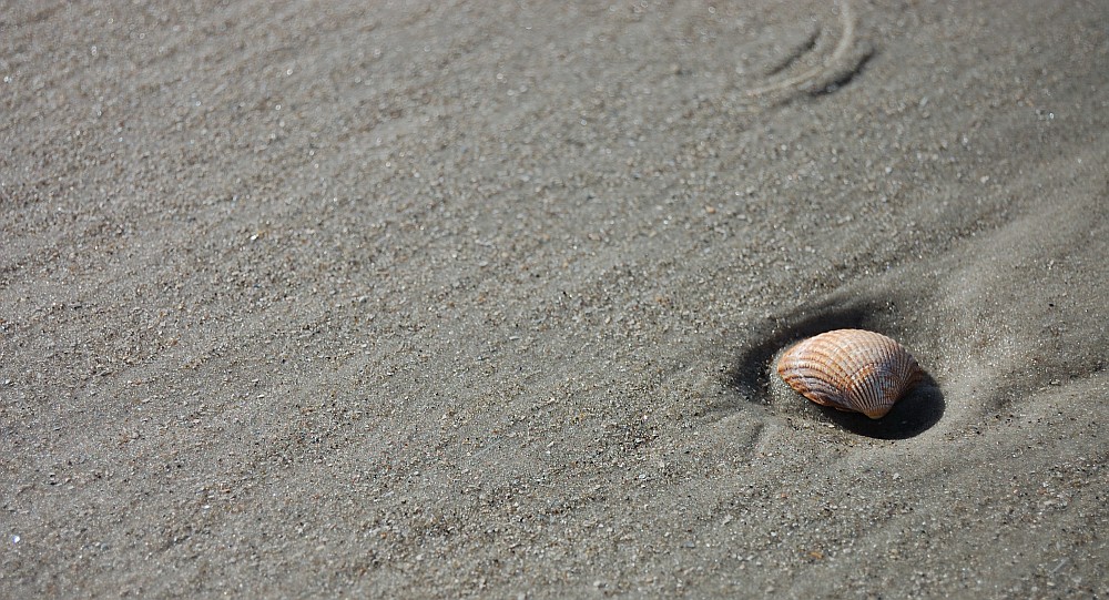 Muschel im Sand