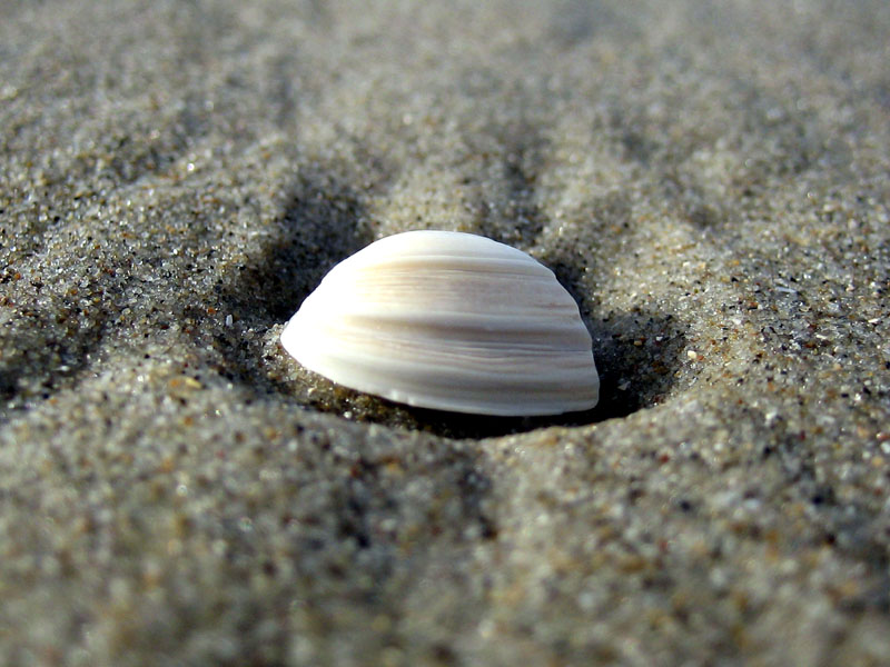 Muschel im Sand I