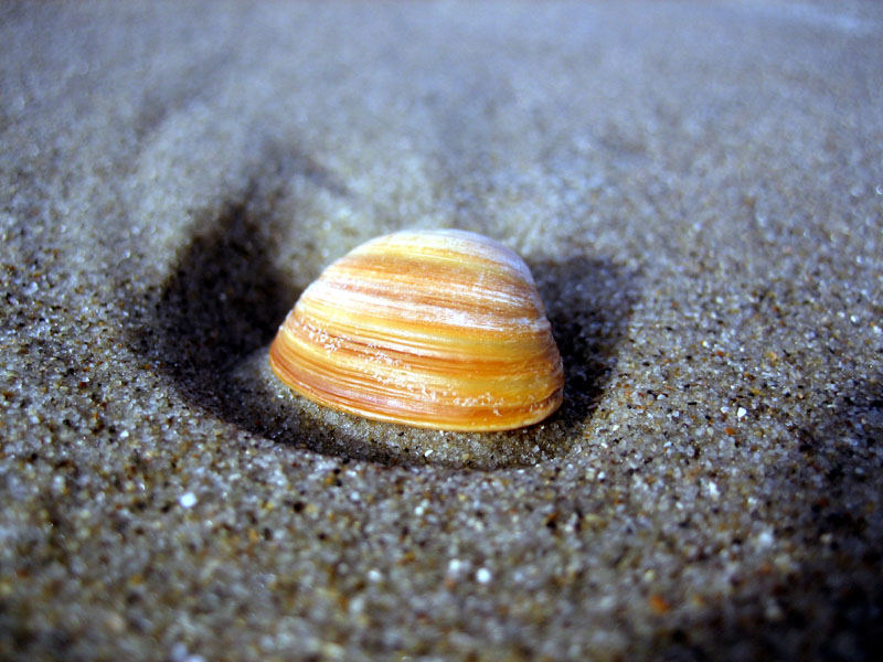 Muschel im Sand II