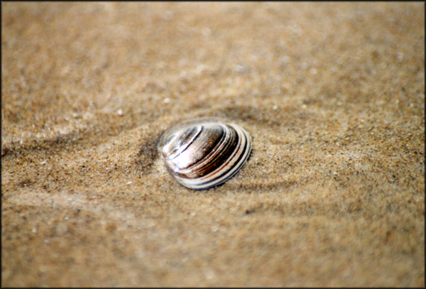 muschel im sand, in holland am strand :o)