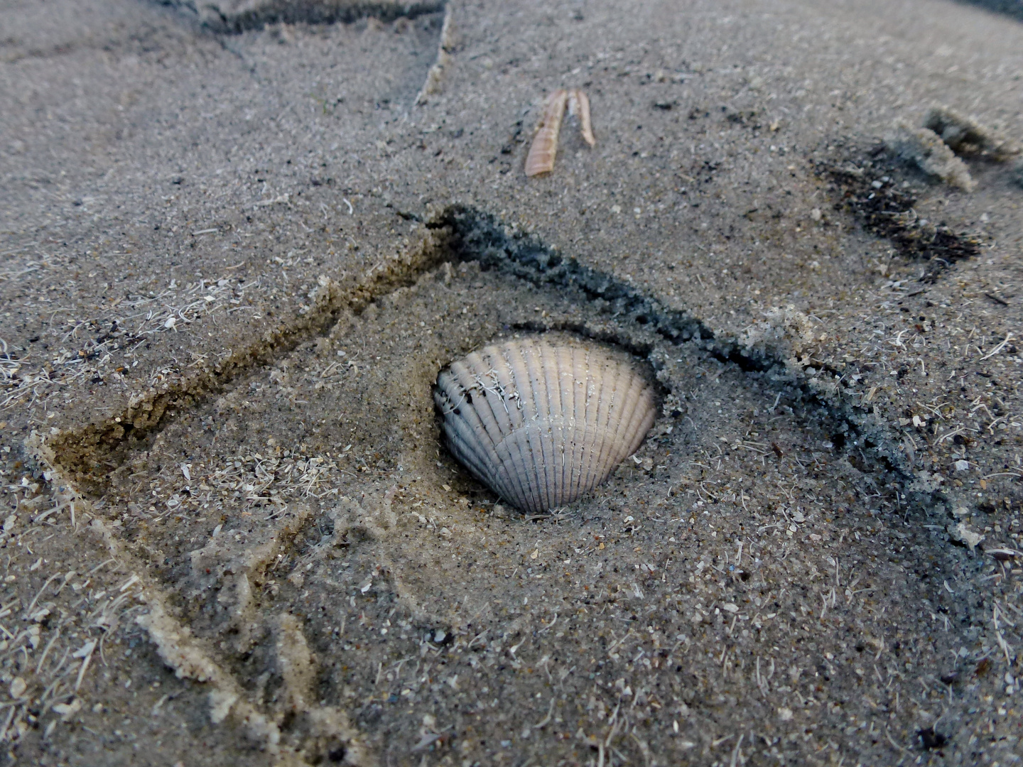 Muschel im Sand Schuhabdruck