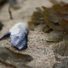 Muschel im Sand zwischen Algen