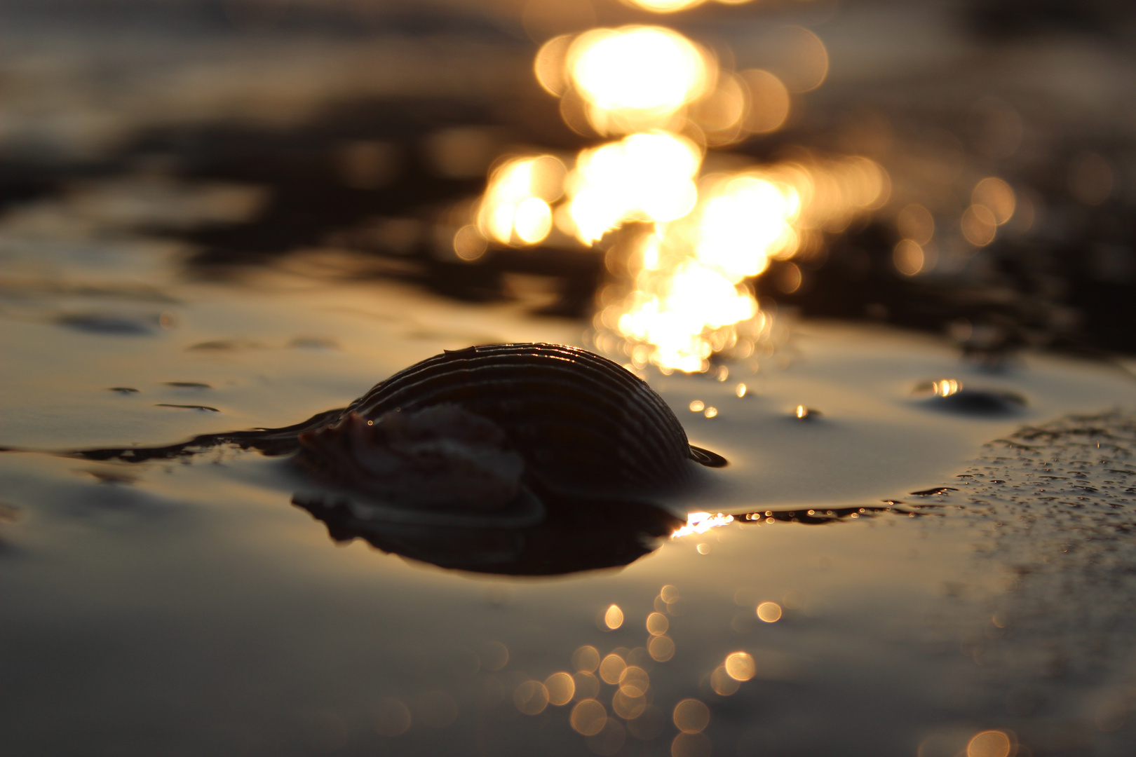 Muschel im Sonnenuntergang