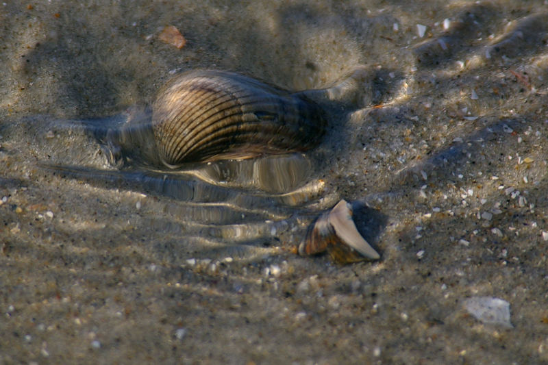 Muschel im Wasser