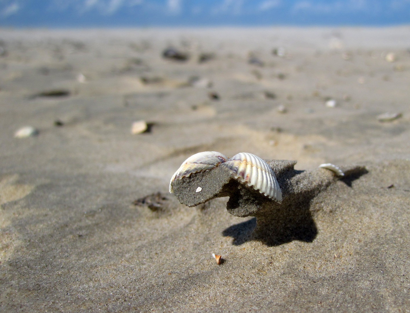 Muschel im Wind