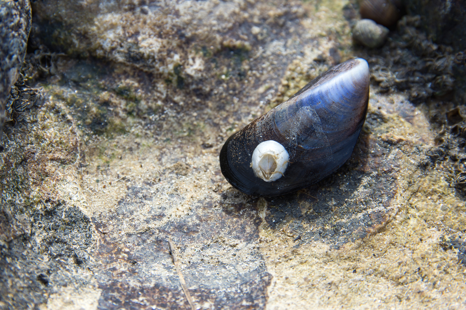 Muschel mit Pocke