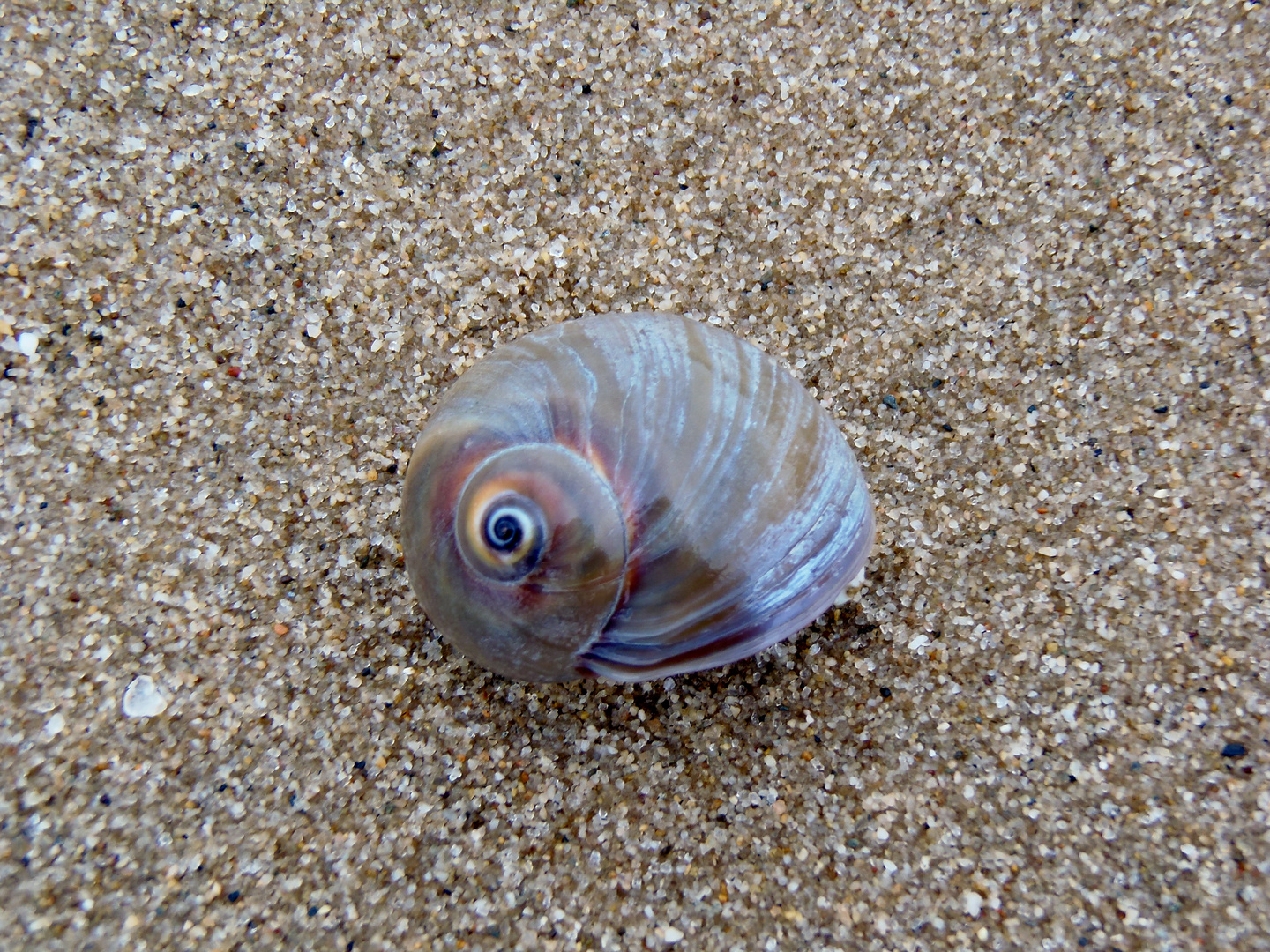 Muschel oder Schnecke