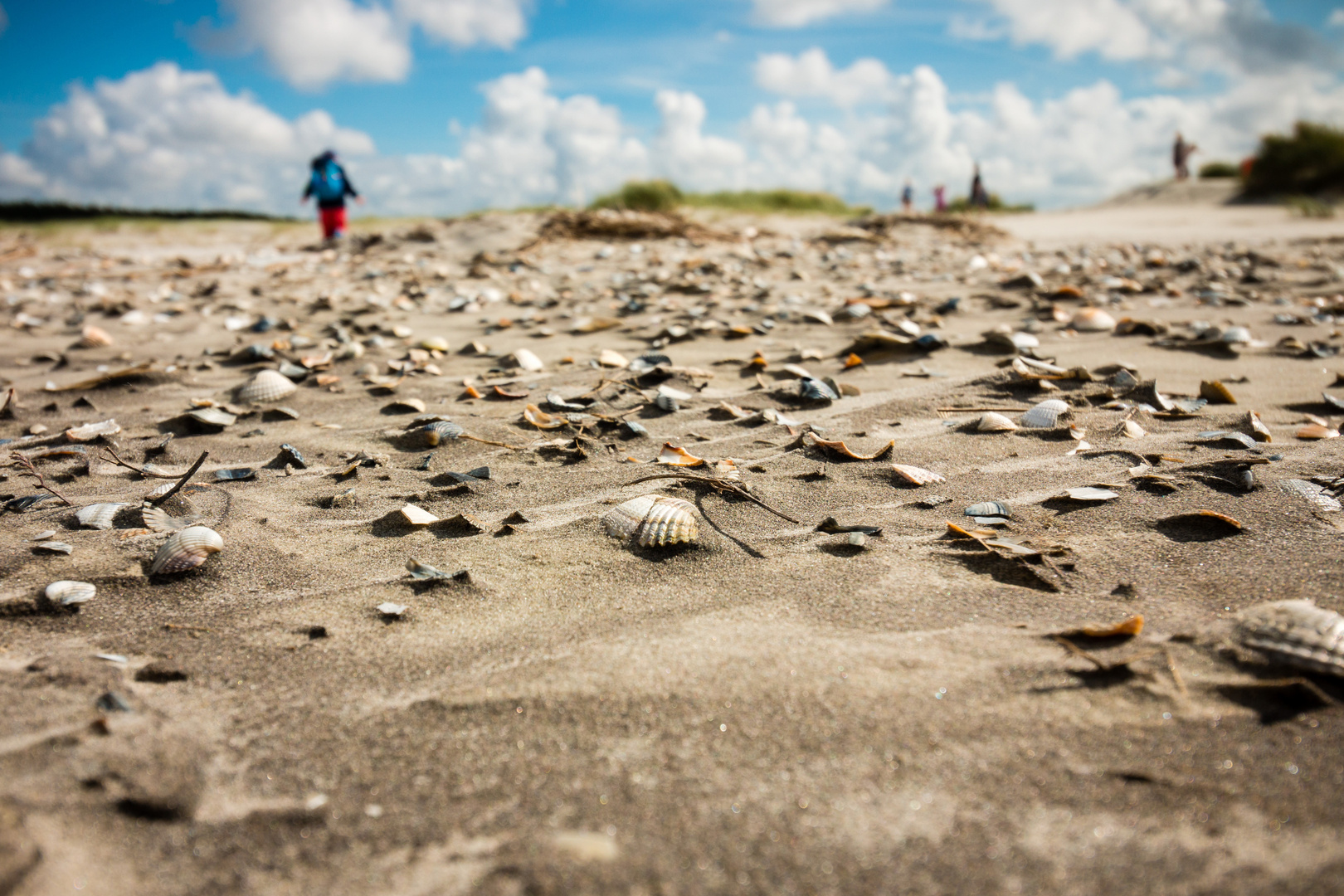 Muschel (Scherben) Meer