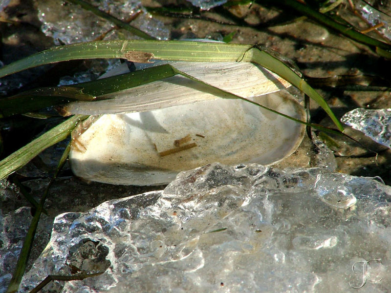 Muschel taut auf