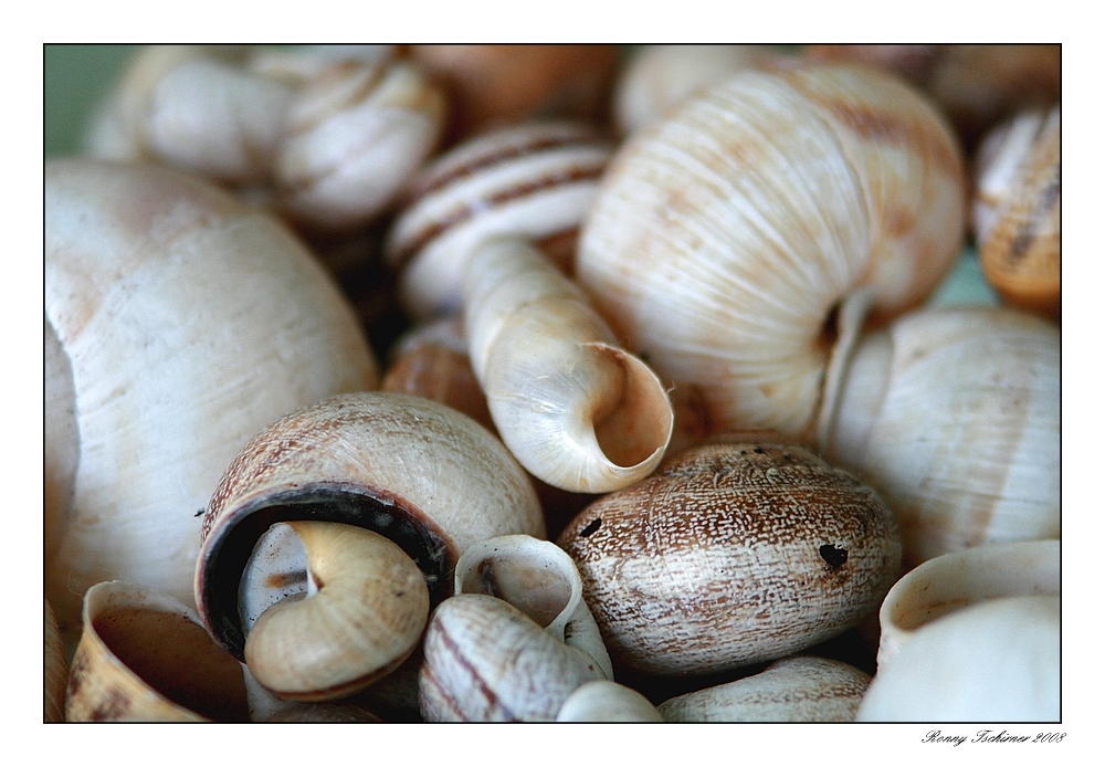 Muschel und Schnecken Sammlung