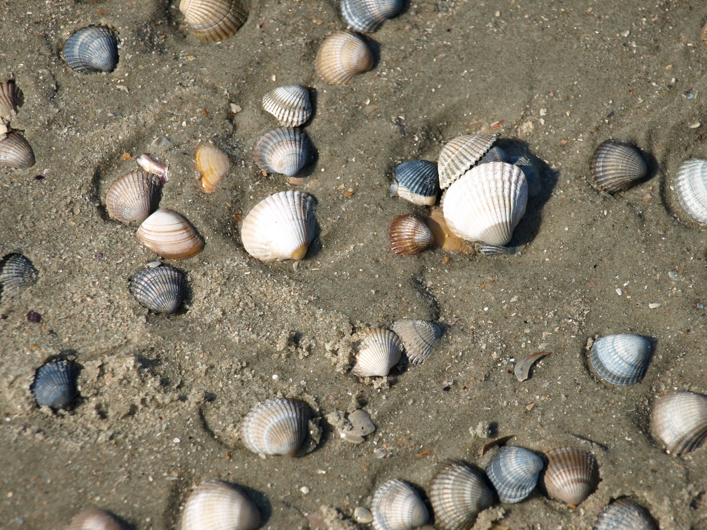 Muschel von Spiekeroog