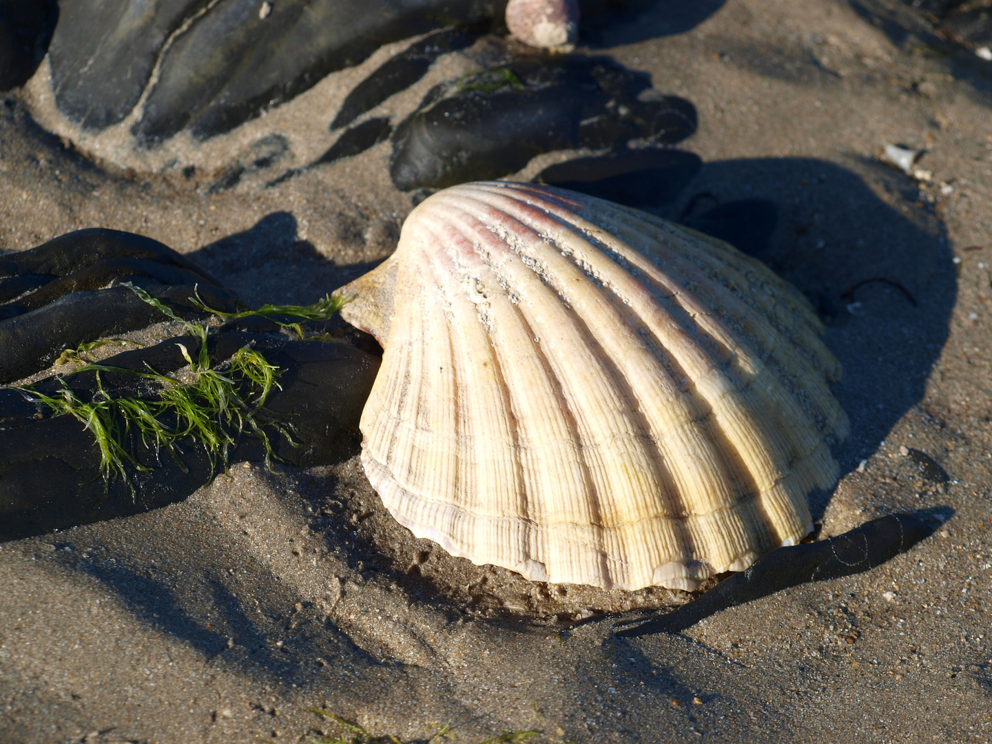 Muschel während der Ebbe am Atlantikstrand