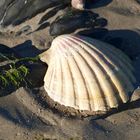 Muschel während der Ebbe am Atlantikstrand