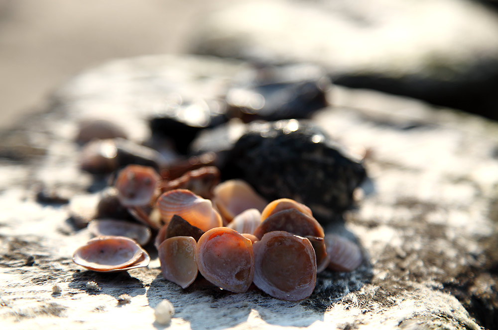 Muschelarrangement