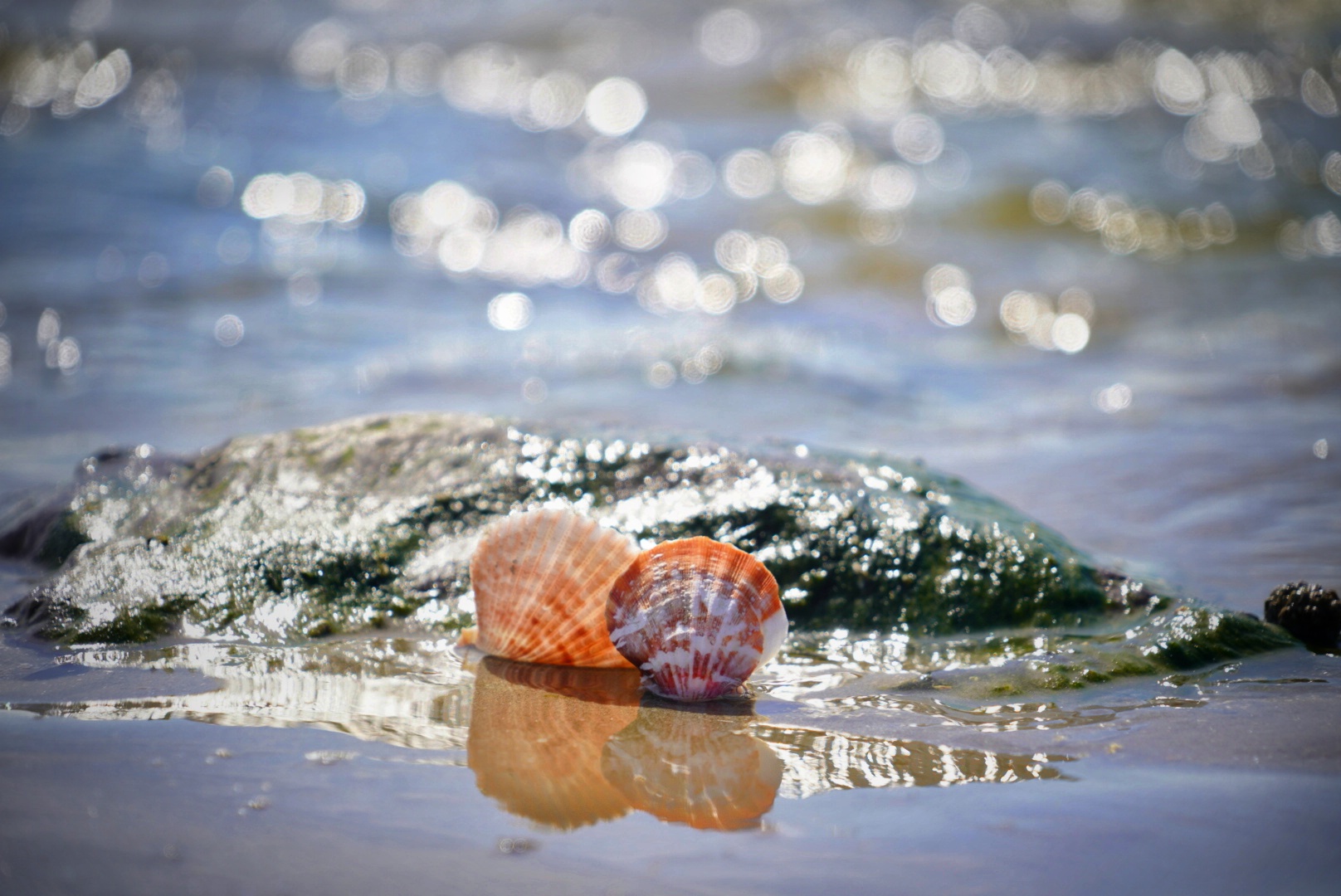 Muschelbad mal anders... 