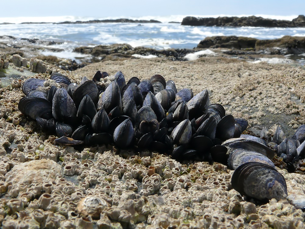 Muschelbänke