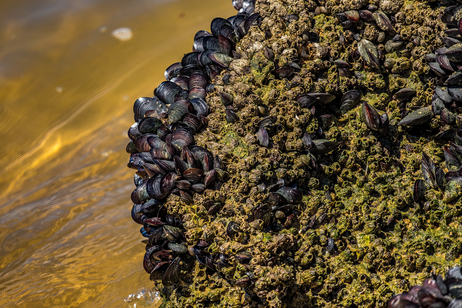 Muschelbank bei Ebbe