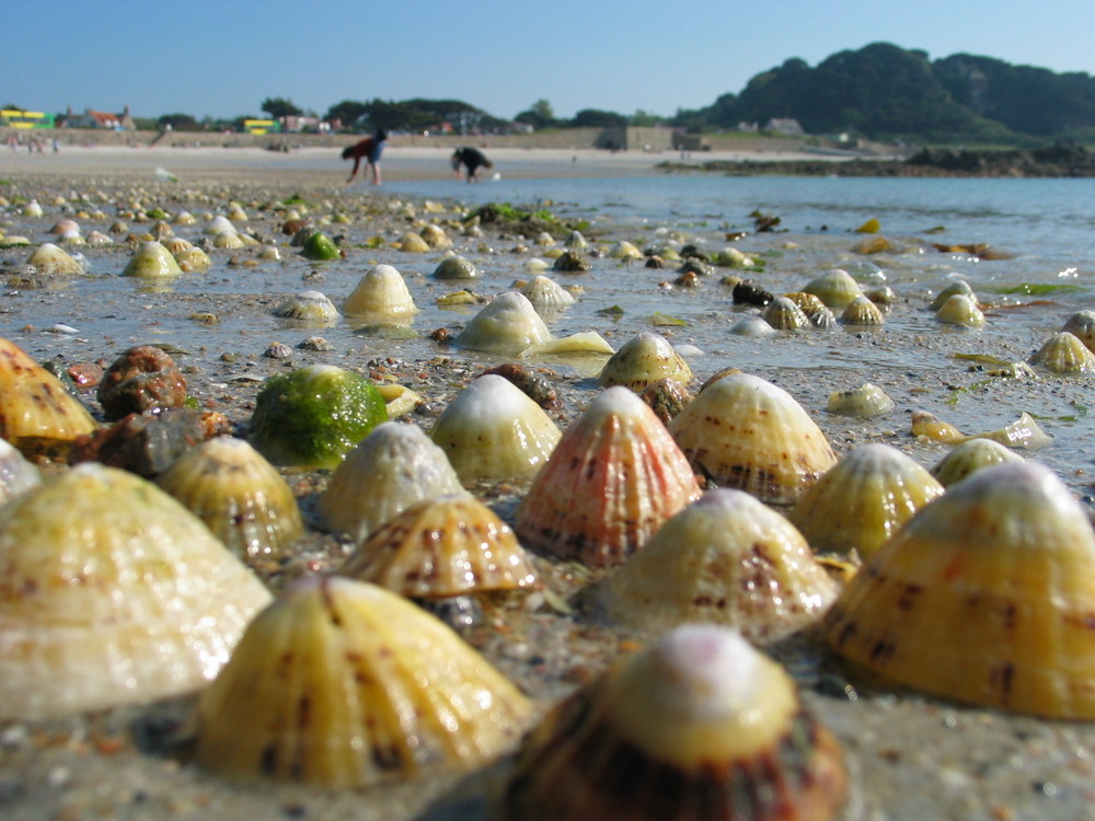 Muschel"berge" auf Guernsey