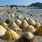 Muschel"berge" auf Guernsey