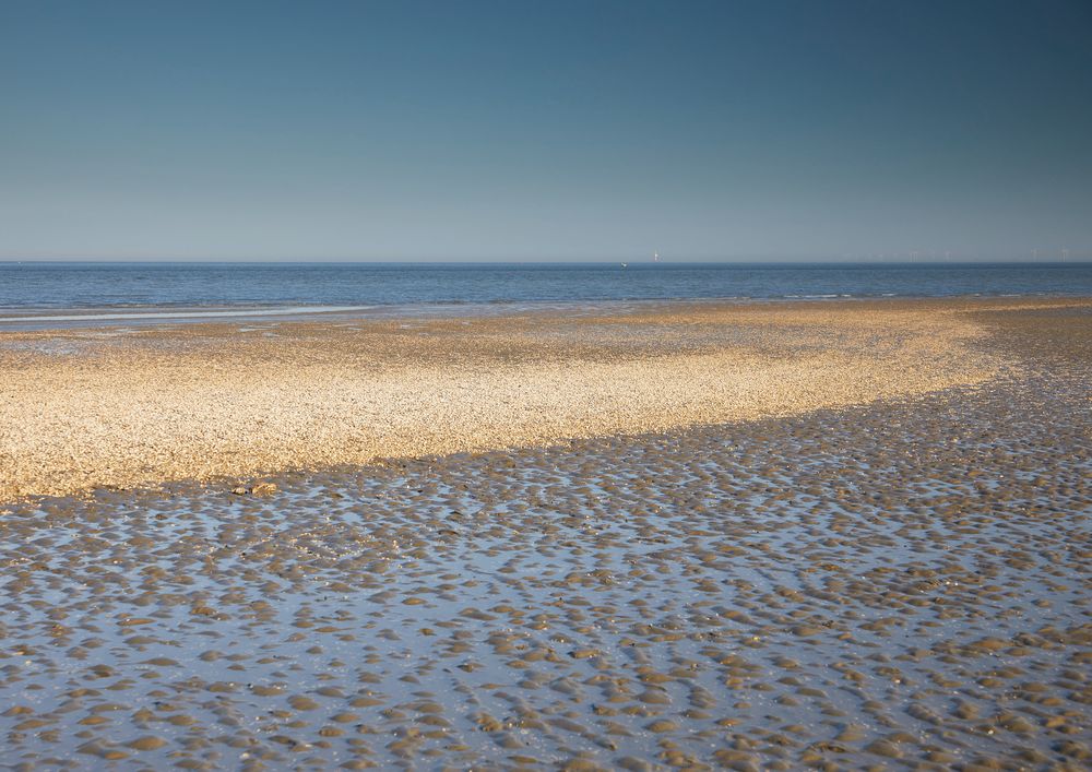 Muschelbesetzte Sandbank im Watt bei Schilling