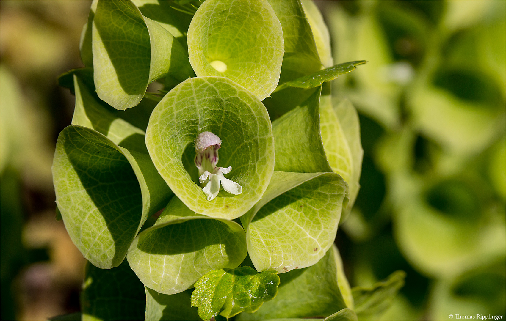 Muschelblume (Moluccella laevis)......