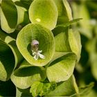 Muschelblume (Moluccella laevis)......