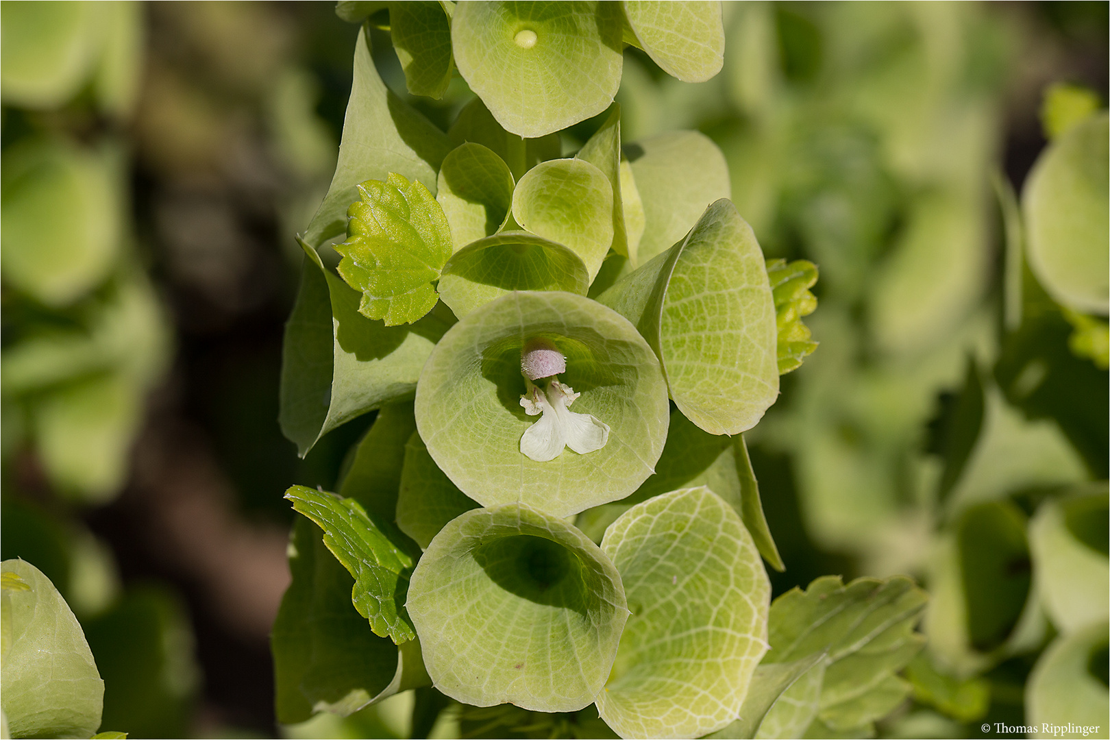 Muschelblume (Moluccella laevis).......