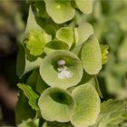 Muschelblume (Moluccella laevis).......