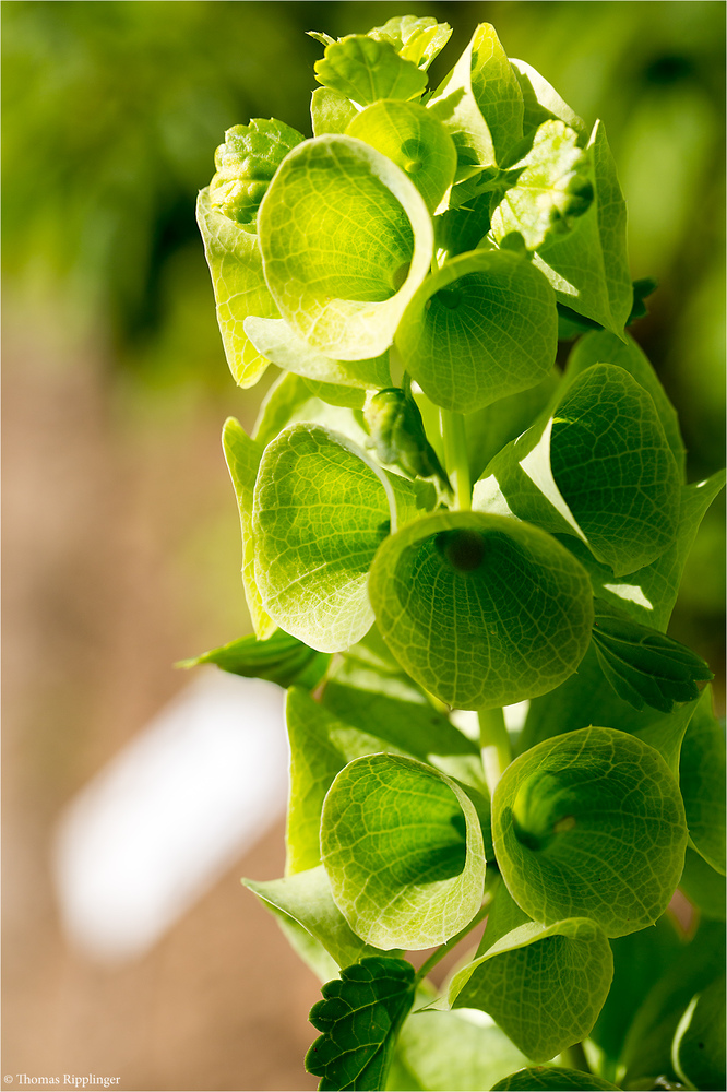 Muschelblume moluccella laevis