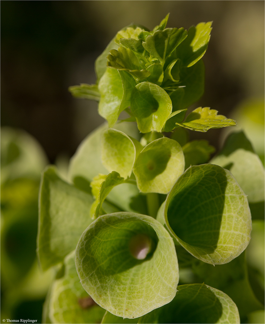 Muschelblume (Moluccella laevis)...