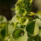 Muschelblume (Moluccella laevis)...