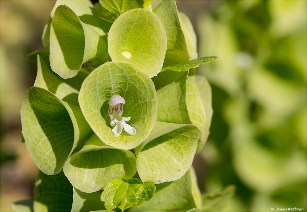 Muschelblume (Moluccella laevis).....