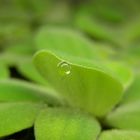 Muschelblume Pistia stratiotes