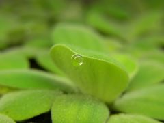 Muschelblume Pistia stratiotes