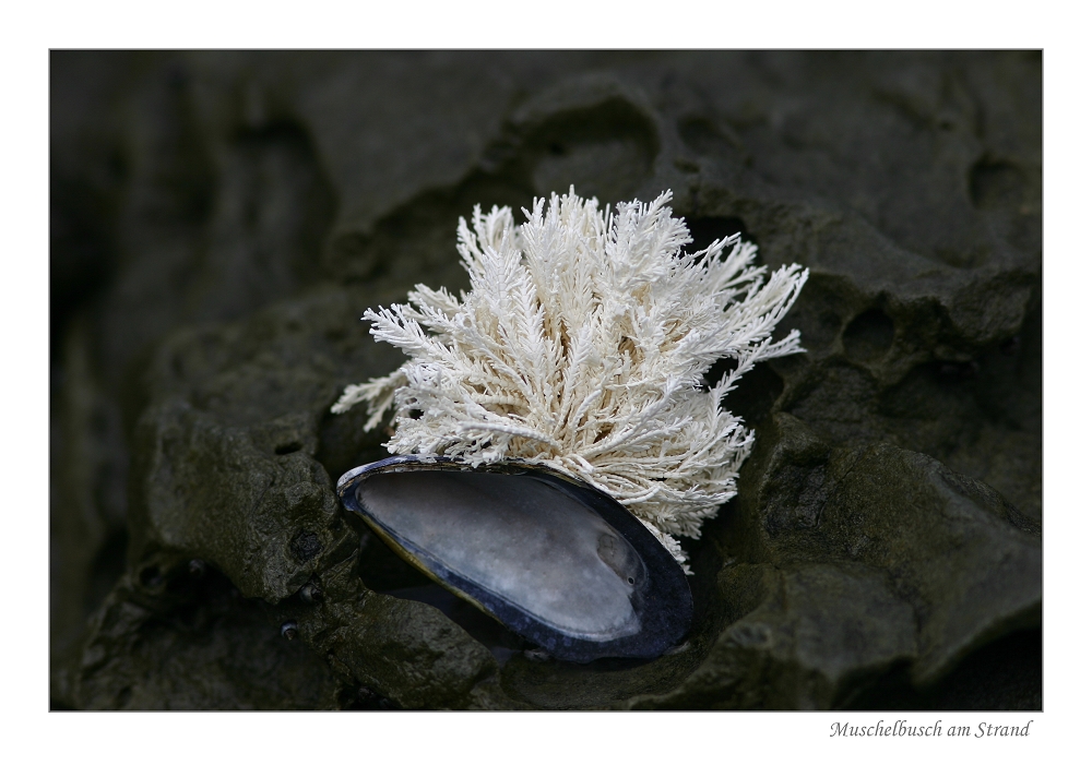 Muschelbusch am Strand