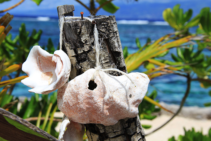 Muscheldeko im Lagoonarium auf Moorea