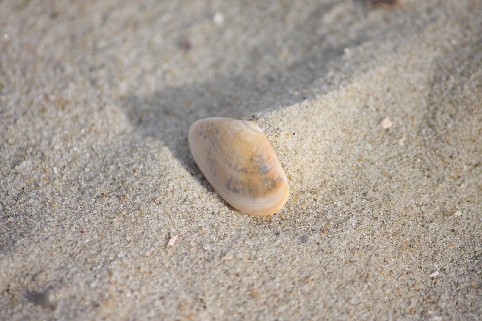 Muscheldüne