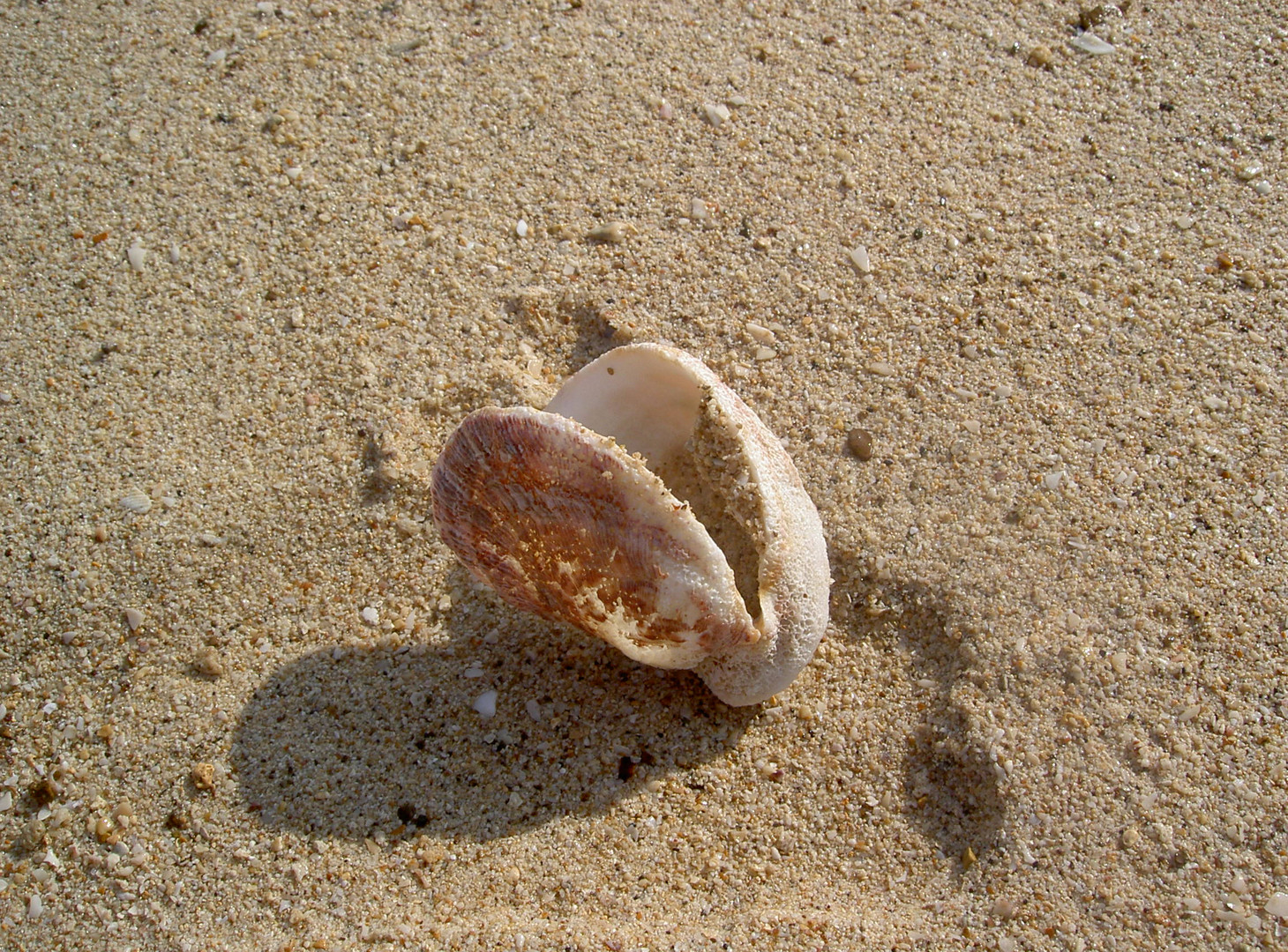 Muschelentdeckung in Thailand