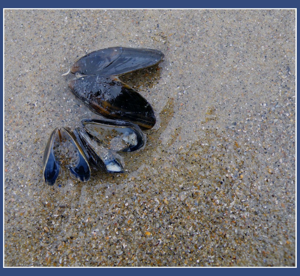 Muschelfamilie