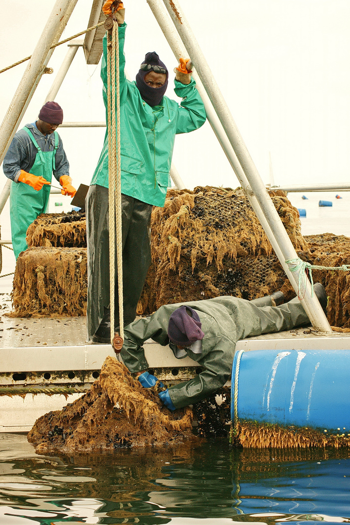 Muschelfarm bei Walvis Bay