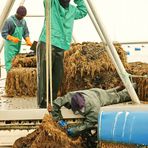 Muschelfarm bei Walvis Bay