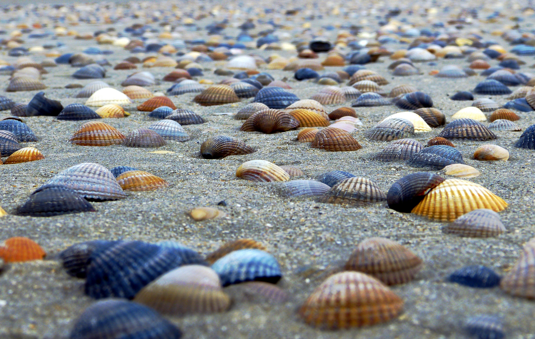 Muschelfeld