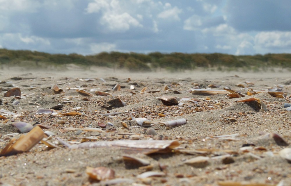 Muschelfeld