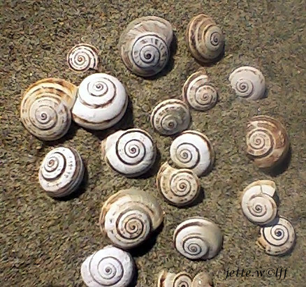 Muschelforum