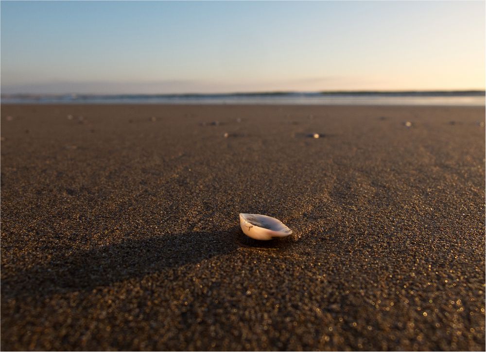 Muschelfriedhof