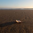 Muschelfriedhof