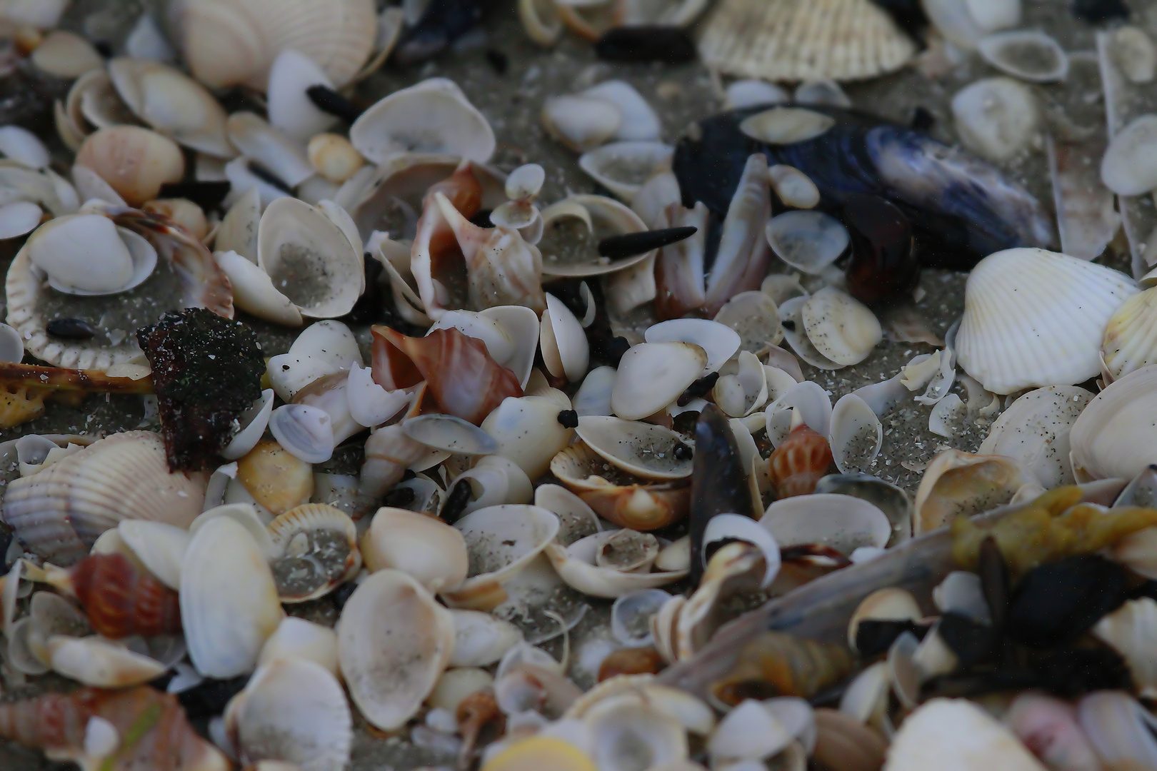 Muschelfriedhof