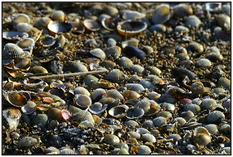 Muschelfriedhof