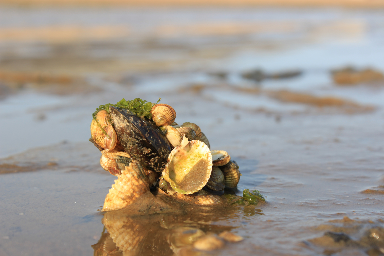 Muschelhaufen