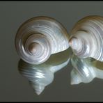 Muschelherz